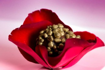 MMI-©-Mourad-Mokrani-Food-024